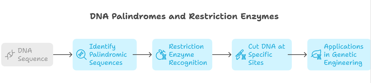 DNA Palindrome and Restriction Enzymes
